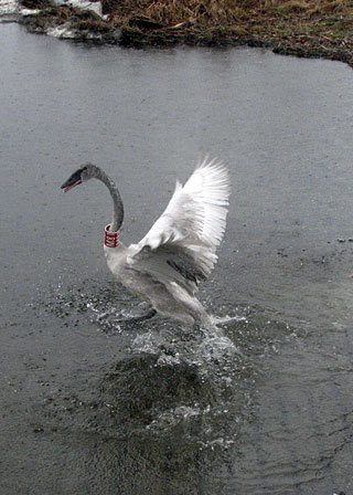 The swan taking her first flight after being injured.