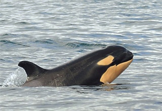 J44 is one of the newest members of the Southern resident orca pods.