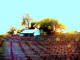 Susan Slapin is the featured visual artist in SHARK REEF. This photo was taken during a train journey on the Coast Starlight from Emeryville to Santa Barbara
