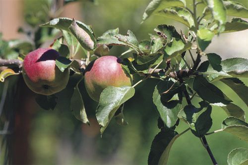 When the white tent is raised this weekend and the band begins to play