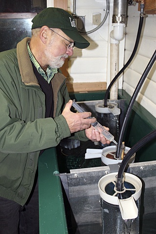 Dave Castor caring for the Kokanee trout eggs at the Moran State Park hatchery.
