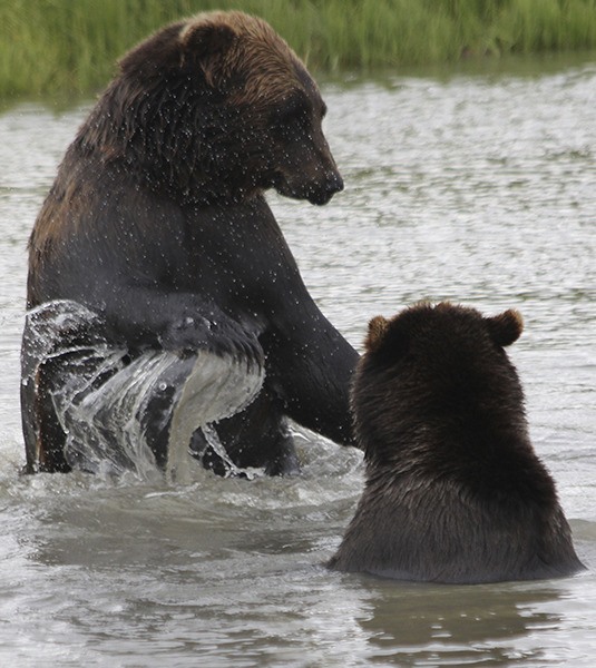 Two grizzlies play in the water in an Alaskan wildlife sanctuary.