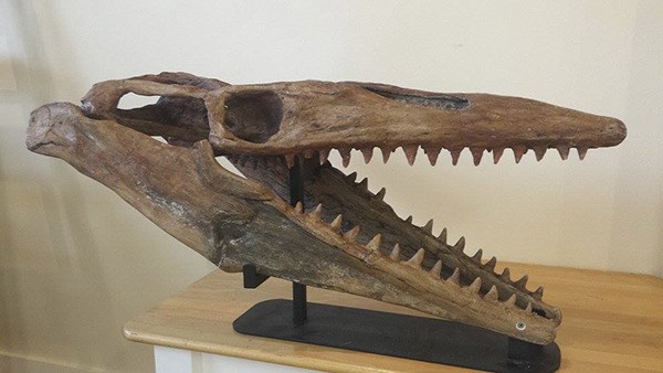 A mosasaur fossil featured at the center. Mosasaurs were giant