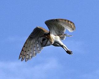 Untitled by George Willis.