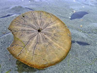 A dead sand dollar on the beach.
