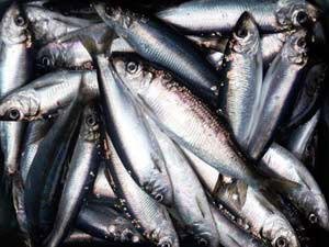 Herring