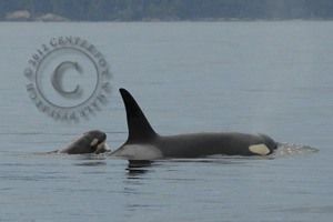 J-49 and its mother J-37