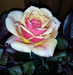 The Orcas Island Garden Club will present a talk about roses.