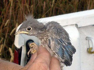 A juvenile bluebird.