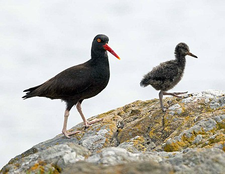 An oyster catcher chick on Indian Island this summer.