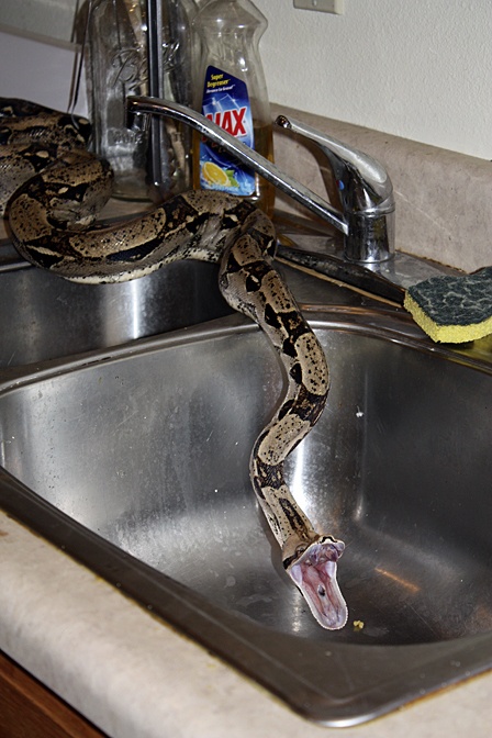 Houdina stretching her jaws.