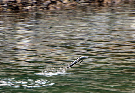 A salmon leaps in Orcas Island waters.