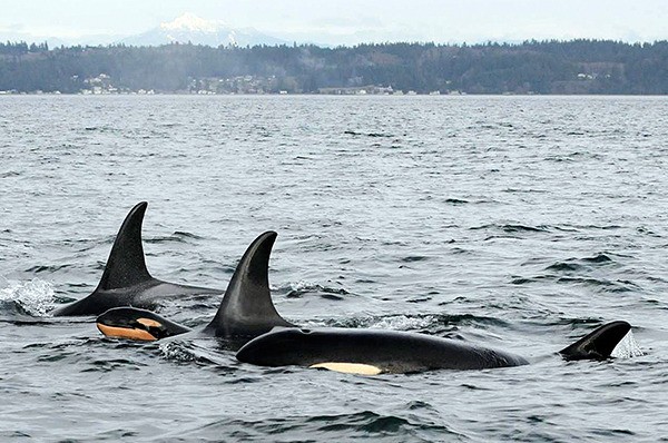 New orca calf