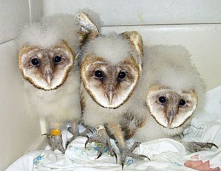 Barn owlets that were sent to Wolf Hollow after a tree their nest was in had been cut down. One of the owlets was injured and did not survive