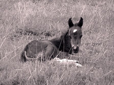 Pearl has survived despite the odds against her.