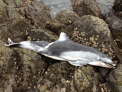 A pacific white-sided dolphin found stranded on March 25.