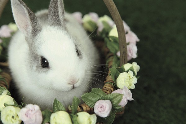 Upcoming Easter events