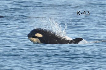 This calf was first seen Feb. 21