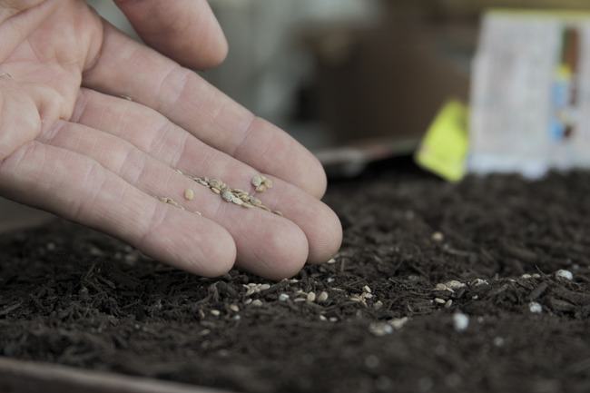 The seed exchange is on Feb. 4.