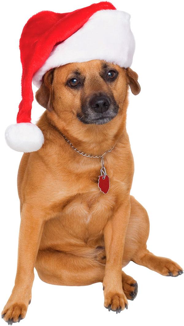 Bring your pooch or kitty in for holiday pet photos.
