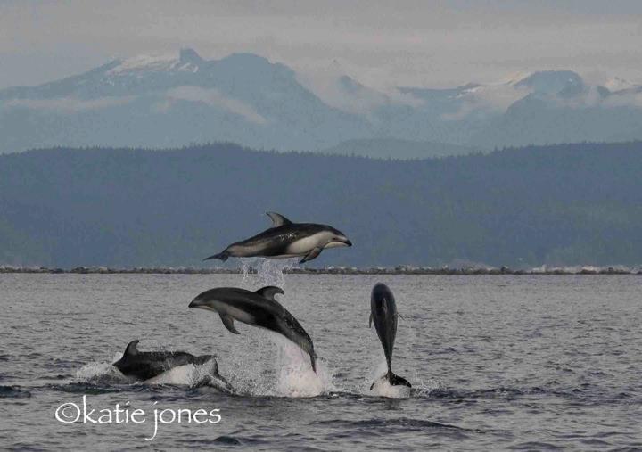 Pacific white-sided dolphins 'popcorning' in San Juan Islands waters.