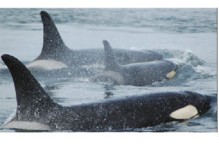 Orcas in the San Juans.