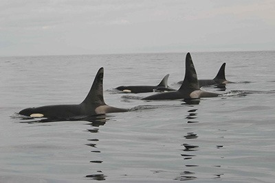 Members of the endangered southern resident killer whales.