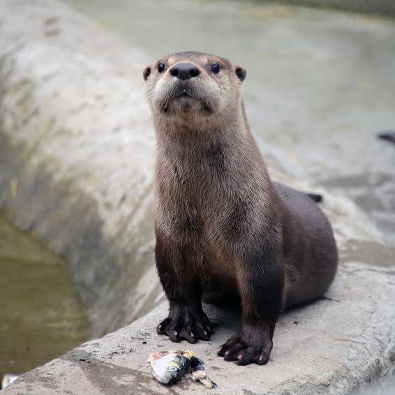 A wild otter