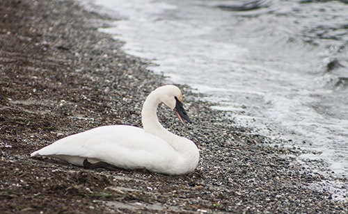 Trumpeter Swan on Crescent Beach