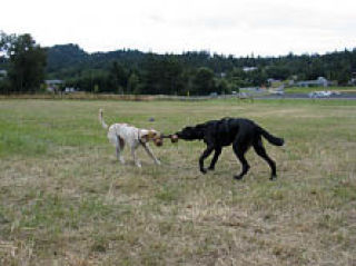 Logan and Radar playing in the park on Opening Day