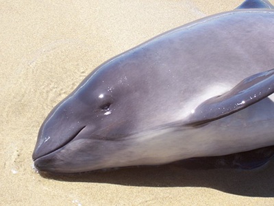 The Whale Museum’s Marine Mammal Stranding Network reports that there have been an unusually large number of harbor porpoise strandings since May 2.
