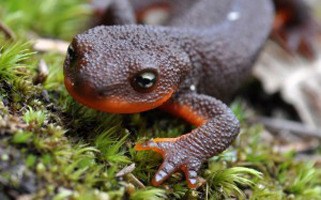 A rough-skinned newt