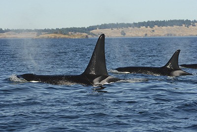 L-79 (missing) swims along side his mother