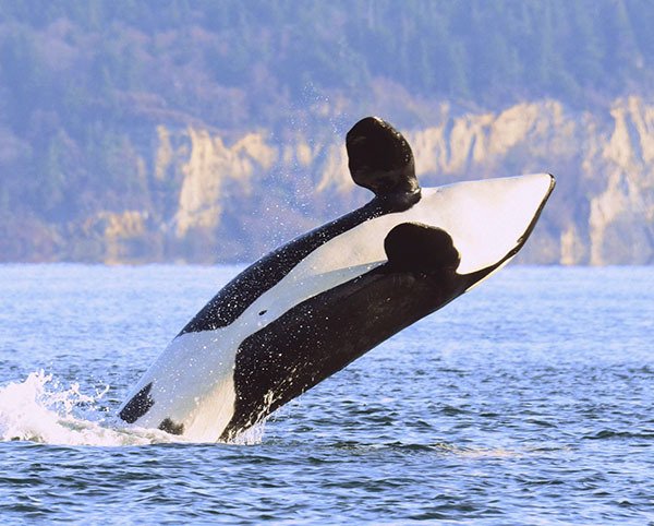 Orca Granny had been reluctant to enter the race in past years