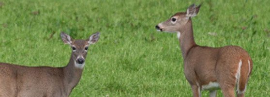 Columbian white-tailed deer