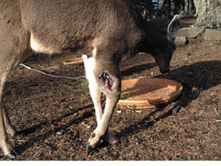 Top: The remains of a buck with gunshot wounds found by homeowners on their property. Bottom: A doe shot in the leg by hunters on private property without permission.