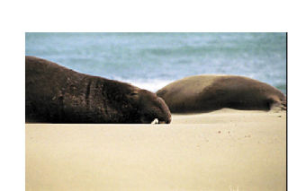 Adult male Elephant Seals can be 15 feet long and weigh 5