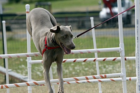 Dog agility was a main attraction at the event.