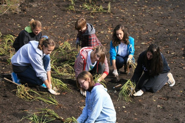 Students from the Orcas Middle School leadership class helped with wetland plantings. Another class will be developing interpretative and informational signs for installation this winter.