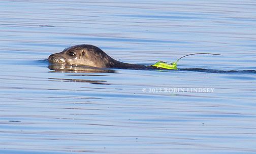 Sandy with her tracking device