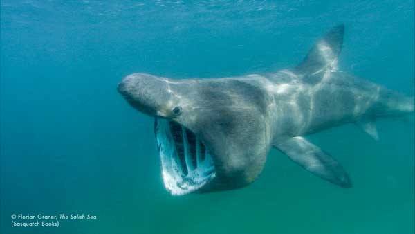 A basking shark from the book “The Salish Sea: Jewel of the Pacific Northwest” by Joe Gaydos and Audrey Benedict.