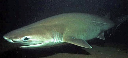 contributed photo The six-gill shark