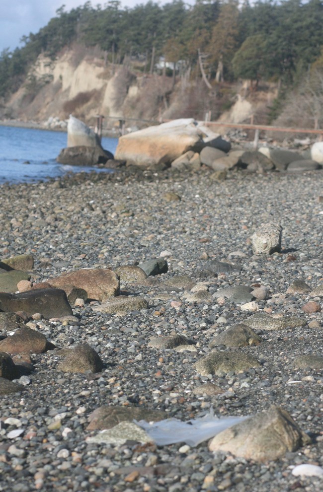 Whales and sea turtles often feed on plastic bags mistaking them for squid