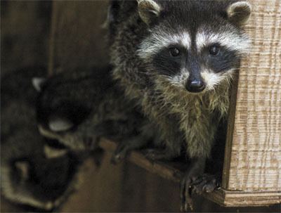 Curious raccoon kits at Wolf Hollow