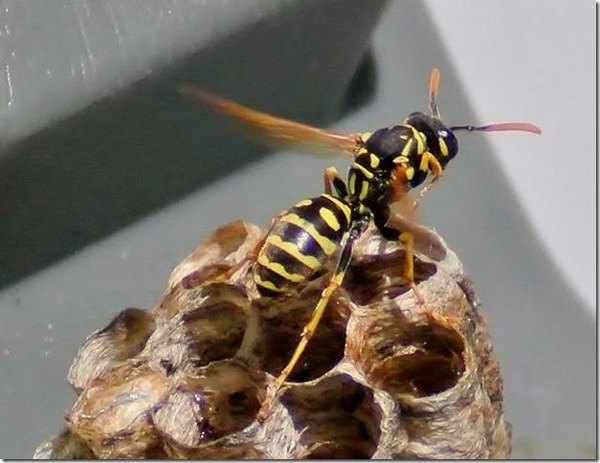 European and Western yellow jackets