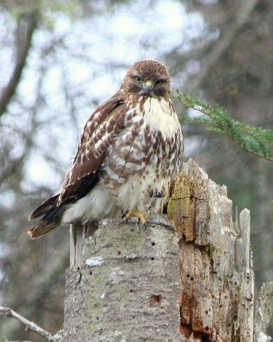 A red-tailed hawk on Lopez Island.