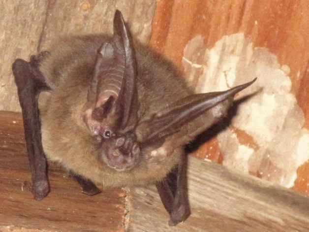 A Townsend’s bat in Crow Valley.