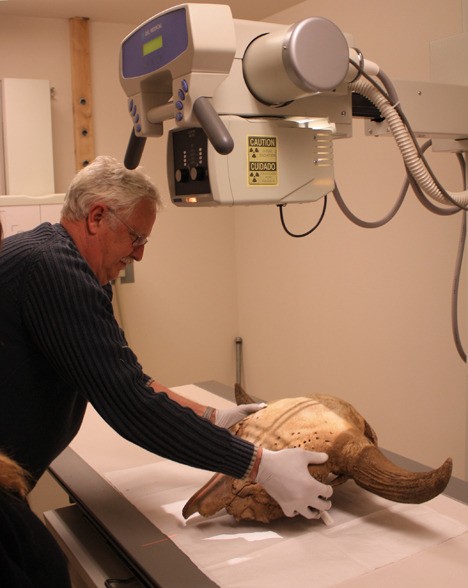 Archaeologist Steve Kenady positioning the bison skull for x-ray.
