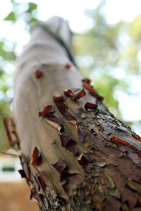 Many local madrona trees are diseased. Local arborists and WSU Extension researchers say they are concerned and actively studying the problem