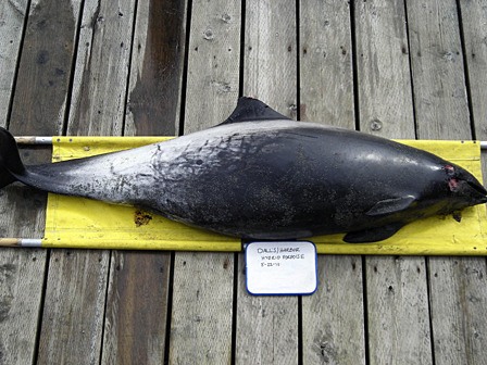 The hybrid porpoise.